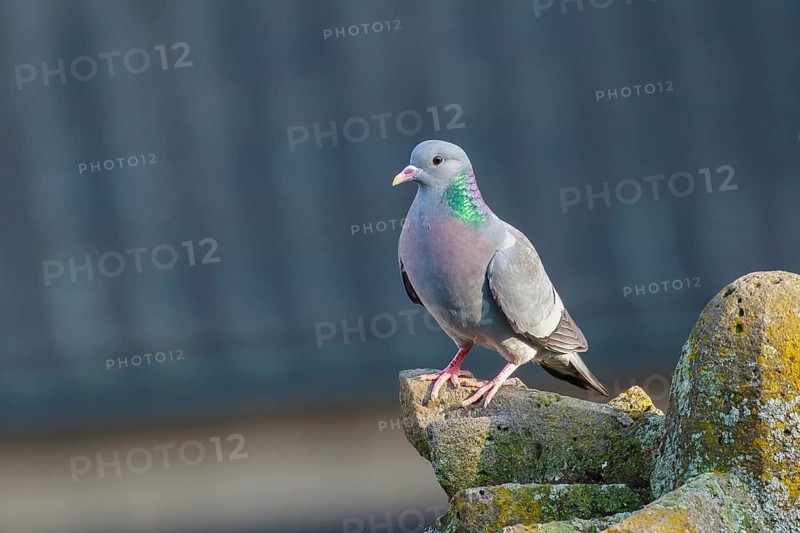 Stock Dove (Columba oenas) perched on a wall, North Rhine-Westphalia, Germany