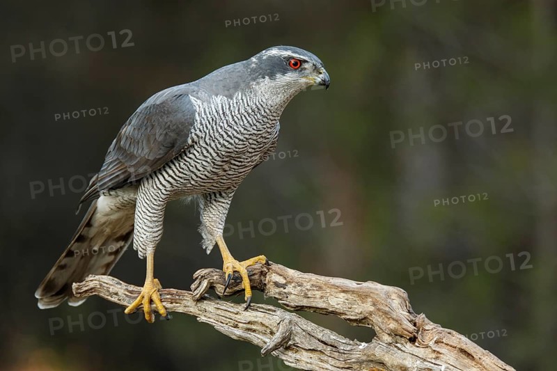 Northern Goshawk (Accipiter gentilis), adult male, Castile and Leon, Spain
