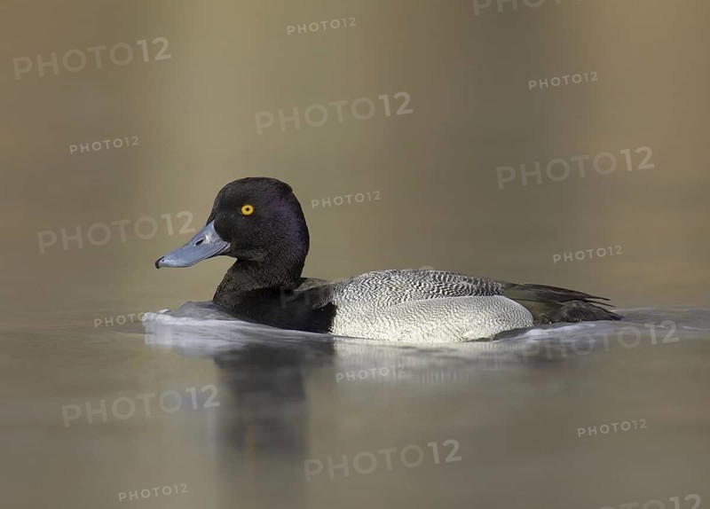 Lesser Scaup (Aythya affinis) male, Ohio, USA