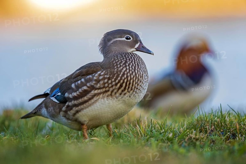 Mandarin Duck (Aix galericulata) female, Saxony-Anhalt, Germany