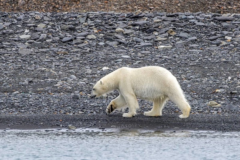 Lone polar bear (Ursus maritimus) walking on shingle beach along the Svalbard coast in summer, Spitsbergen, Norway
