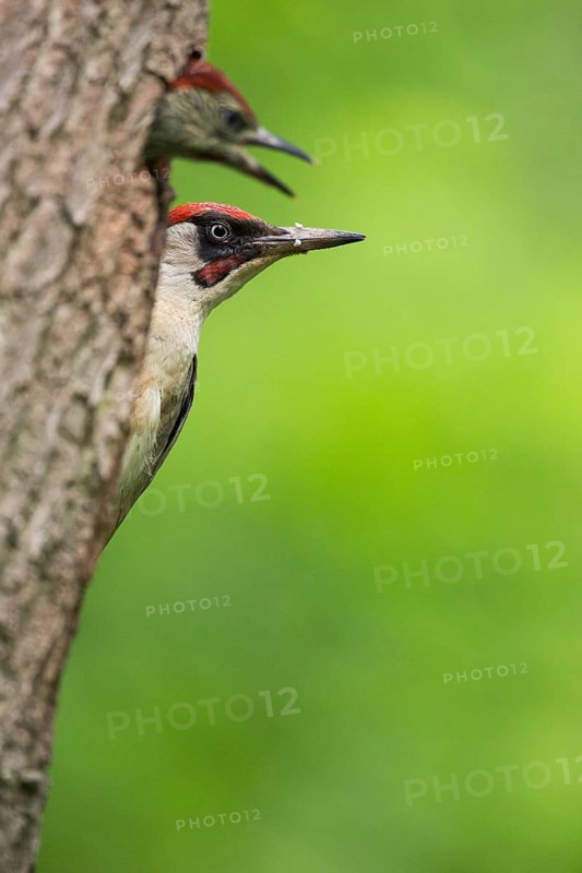 European Green Woodpecker (Picus viridis) male at breeding cavity with juvenile, Rhineland-Palatinate, Germany