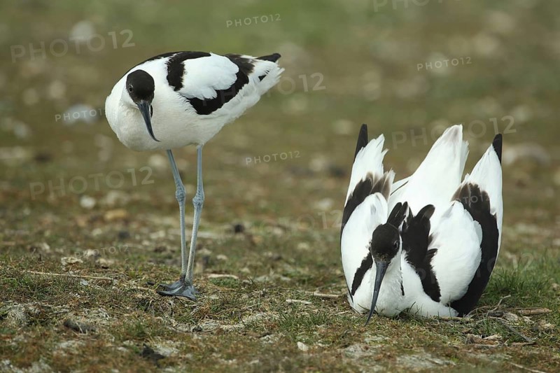 A pair of avocets (Recurvirostra avosetta) breeding, ground nesting birds, De Wagejot, Texel, North Holland, Netherlands