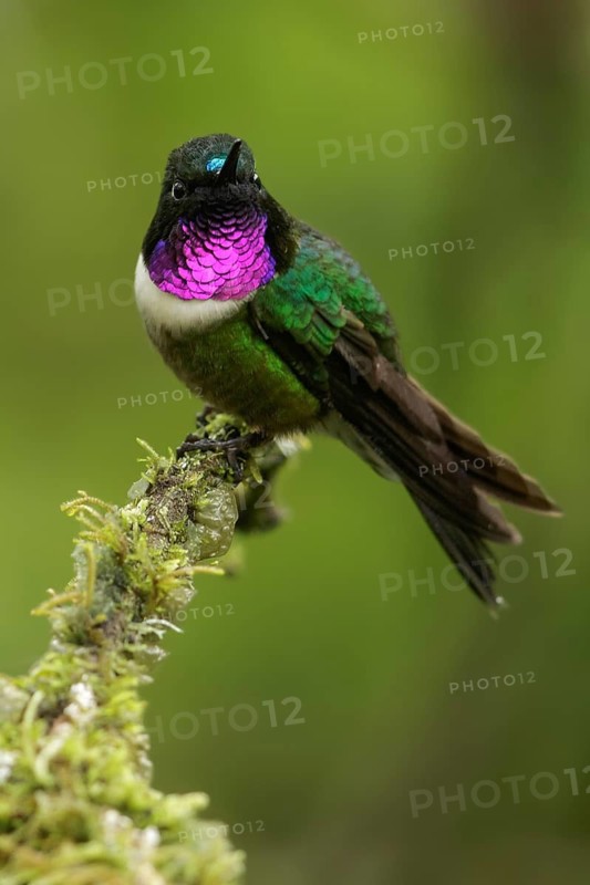 Amethyst-throated Sunangel (Heliangelus amethysticollis) perched on a branch in the South of Ecuador