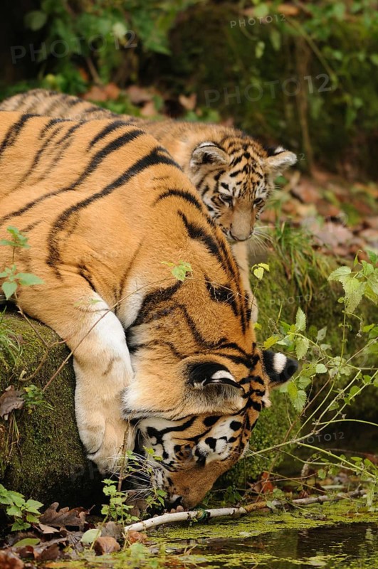 A tiger and its young on a riverbank. The tiger drinks while the young watches attentively. Scenes of family closeness, Siberian tiger (Panthera tigris altaica), captive, occurrence Russia, North Korea and China