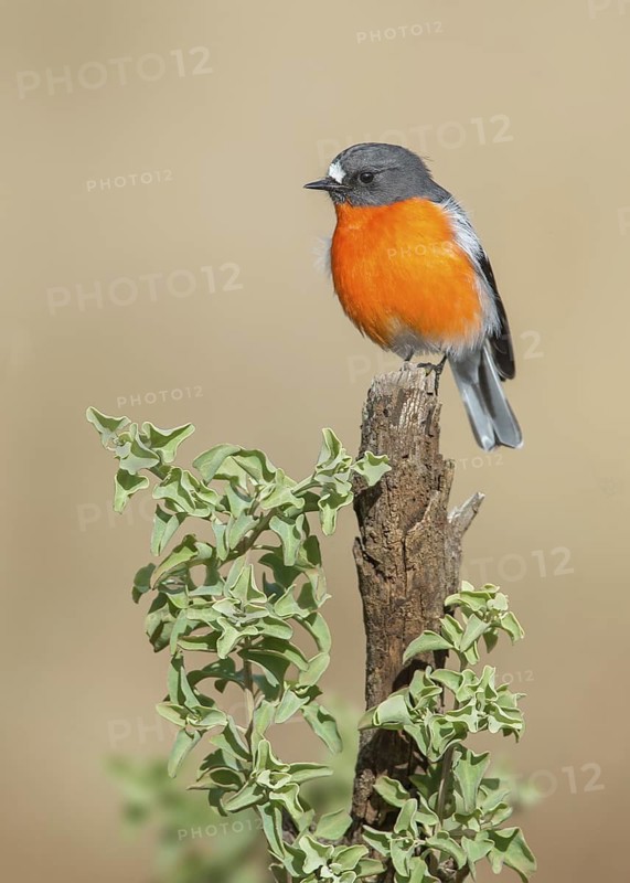 Flame Robin (Petroica phoenicea) male, Victoria, Australia