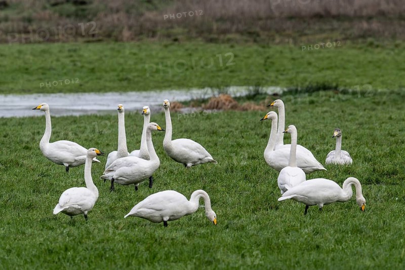 Whooper swans (Cygnus cygnus), Emsland, Lower Saxony, Germany