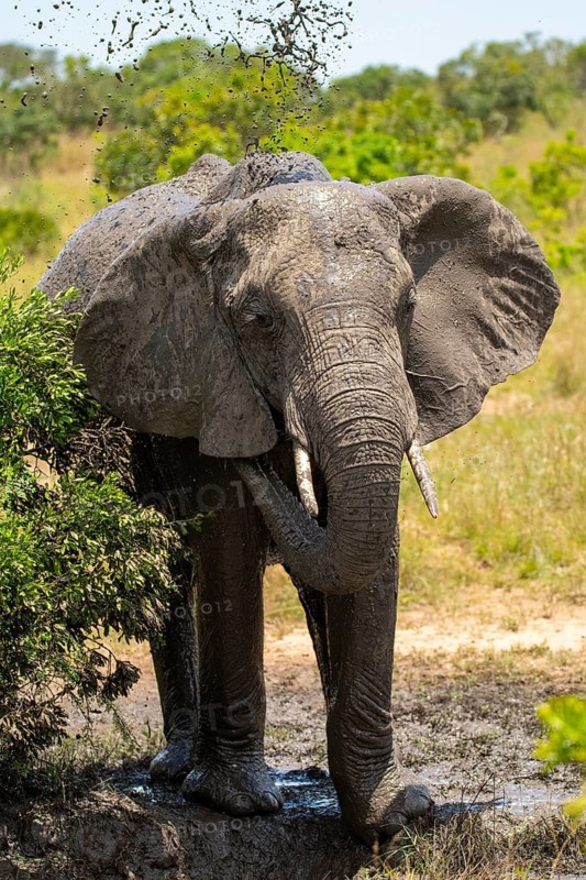 A majestic elephant enjoys a refreshing mud bath in the lush landscapes of Masai Mara, Kenya. The muddy spray captures the essence of African wildlife on a sunny safari day