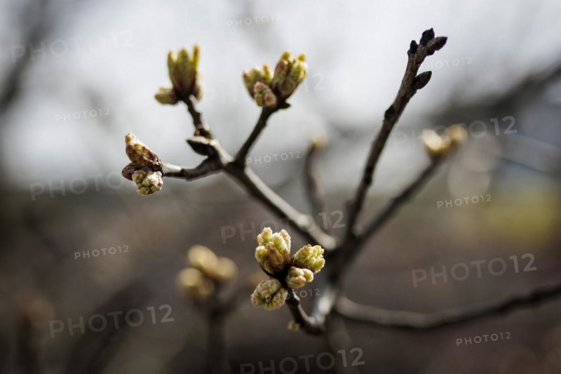 Buds on a tree can be seen in the sunshine. According to weather forecasts, highs of around 22 degrees are expected at Easter. Berlin, 27.03.2024