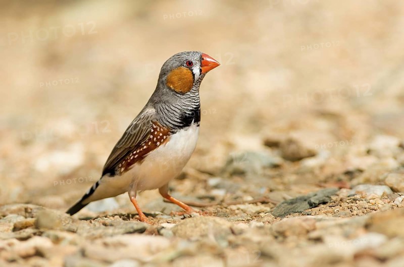 Zebra Finch (Taeniopygia guttata castanotis) male, Northern Territory, Australia