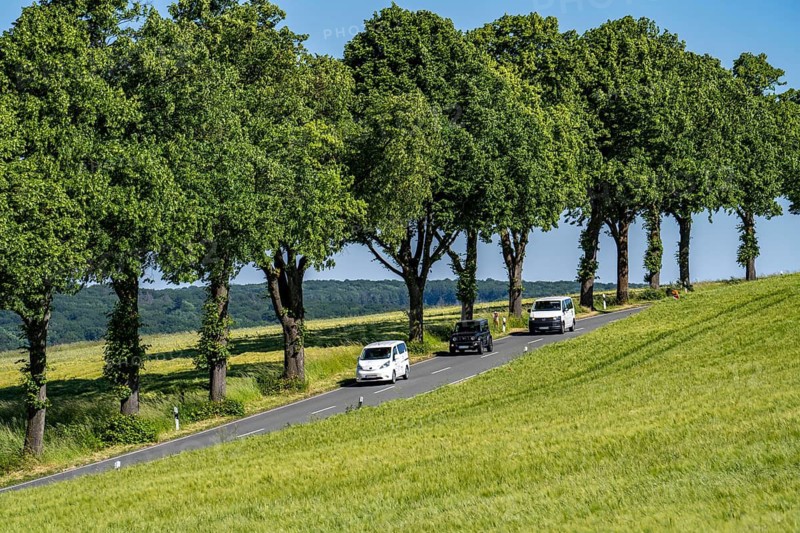Country road between Warstein and Hirschberg in Sauerland, partly tree-lined, avenue-like, North Rhine-Westphalia, Germany