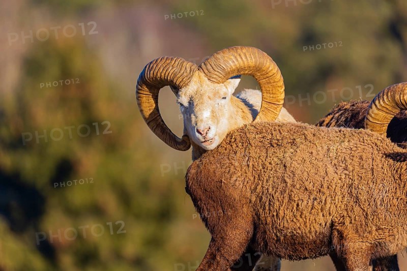 Two snow sheep (Ovis nivicola), or Siberian bighorn sheep stand on a snow covered meadow