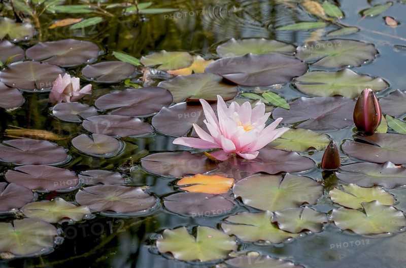 Water lily (Nymphaea), pink-coloured, Netherlands