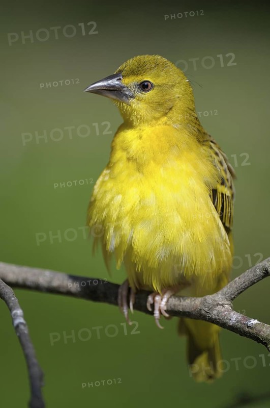 TTextorweber / Dorfweber (Ploceus cucullatus), Village Weaver, Weibchen, Juli, Heimat: Afrika suedlich der Sahara, captive, Deutschland