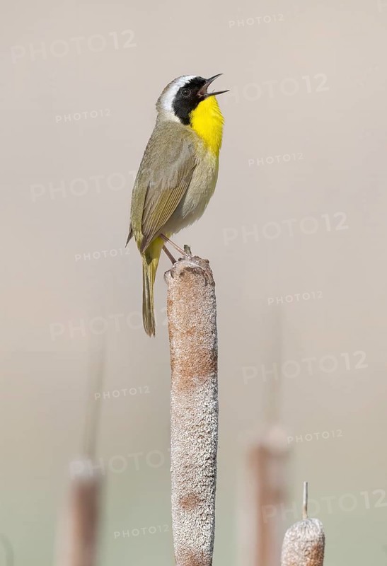 Common Yellowthroat (Geothlypis trichas) singing from cattail, British Columbia, Canada