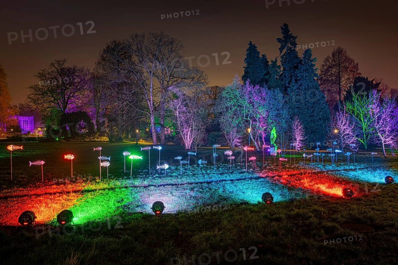 From 9 December 2023 to 14 January 2024, the Palmengarten in Frankfurt am Main will host the Winter Lights for the 11th time. A total of 25 light installations await visitors along a circular route, Palmengarten, Frankfurt am Main, Hesse, Germany