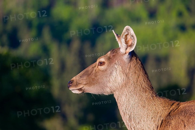 Portrait of a female Altai maral, Altai wapiti or Altai elk (Cervus canadensis sibiricus) in the first light of the day