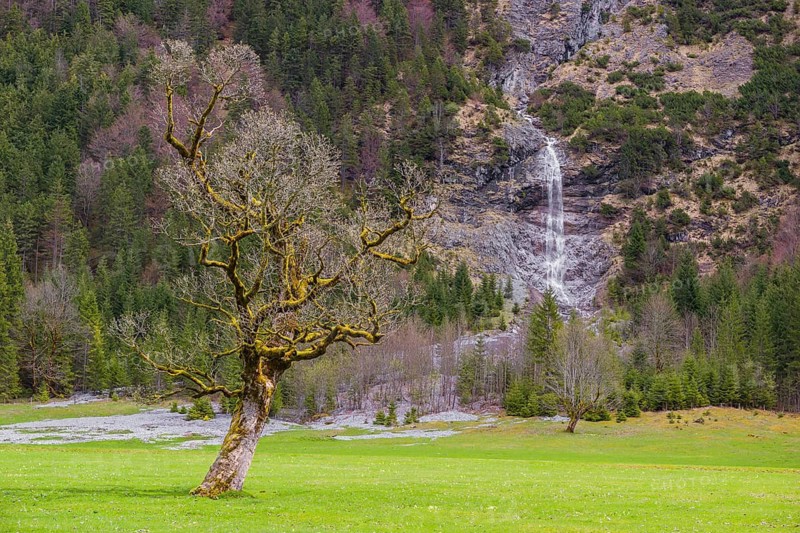 Sycamore maple trees, Acer pseudoplatanus, in springtime. Nature conservancy area Grosser Ahornboden, Karwendel mountains, Austria