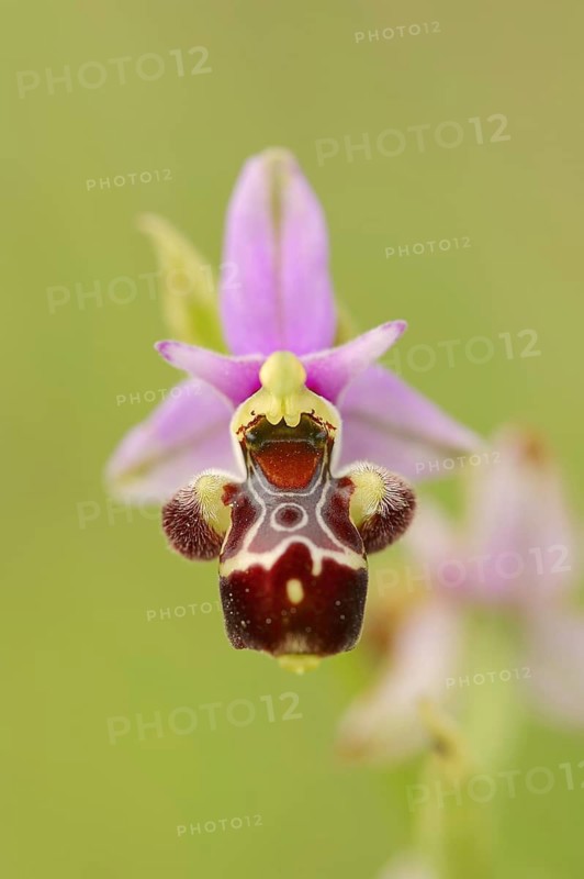 Woodcock bee-orchid (Ophrys scolopax), flower, Provence, southern France