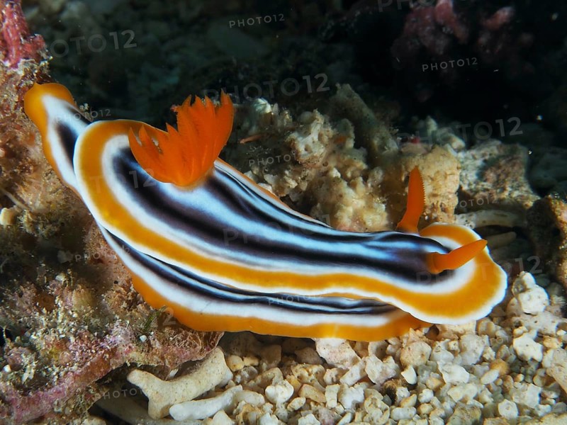 White nudibranch with orange and black stripes, magnificent star snail (Chromodoris magnifica), on a reef, dive site SD, Nusa Ceningan, Nusa Penida, Bali, Indonesia