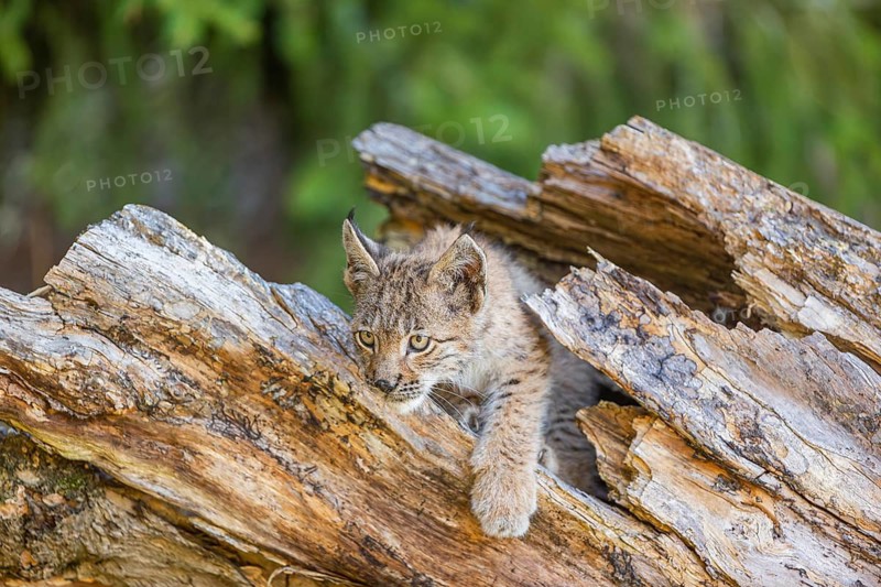 One young (10 weeks old) male Eurasian lynx, (Lynx lynx), hiding in a rotten tree
