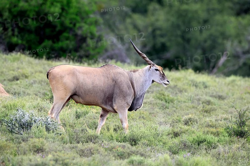 Eland (Taurotragus oryx), adult, alert, foraging, Mountain Zebra NP, Eastern Cape, South Africa