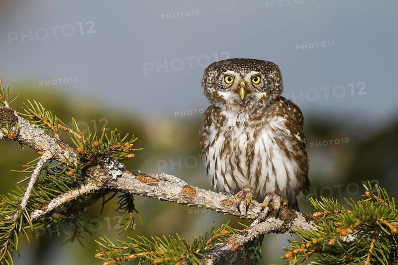 Eurasian Pygmy Owl (Glaucidium passerinum), Vorarlberg, Austria