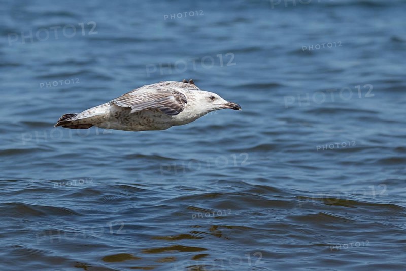 A large seagull flying over the water. Gdansk, Poland