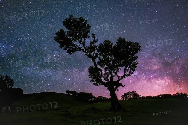 Centuries-old til trees in fantastic magical idyllic Fanal Laurisilva forest in night with starry sky with Milky way. Madeira island, Portugal