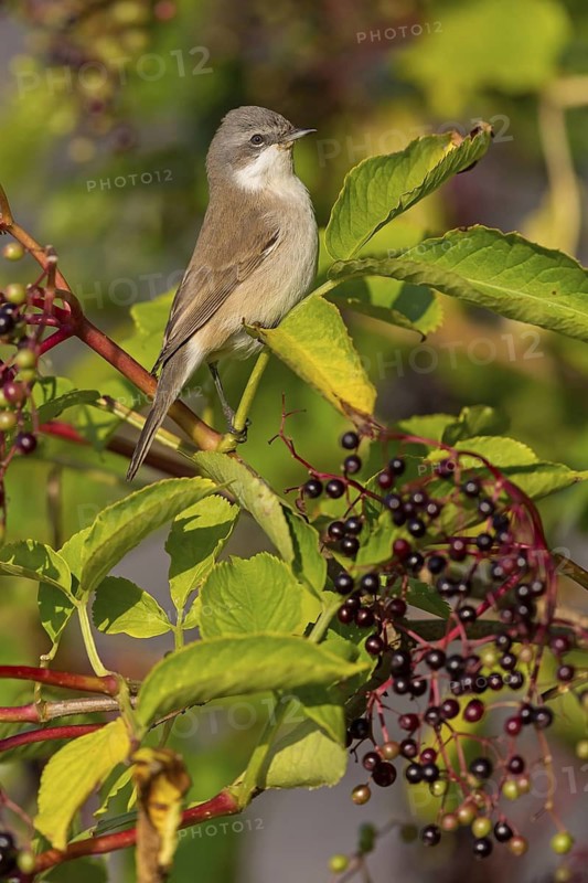 Warbler, (Sylvia curruca), animals, birds, warbler family, sits, tree, elderberries, biotope, habitat, food, eats berries, Ottenby, Degerhamn, Kalmar, Sweden