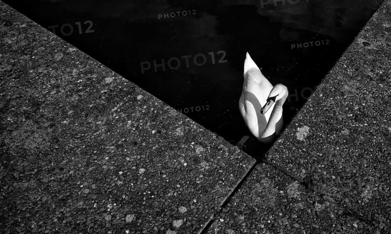 Swan, Mute Swan (Cygnus) black and white, graphic, from above, Max-Eyth-See, Hofen, Stuttgart, Baden-Württemberg, Germany