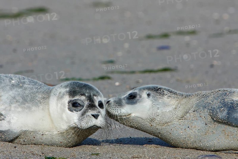 Common harbor seal (Phoca vitulina), two howlers on the beach, two juveniles, Lower Saxony Wadden Sea National Park, Lower Saxony, Germany