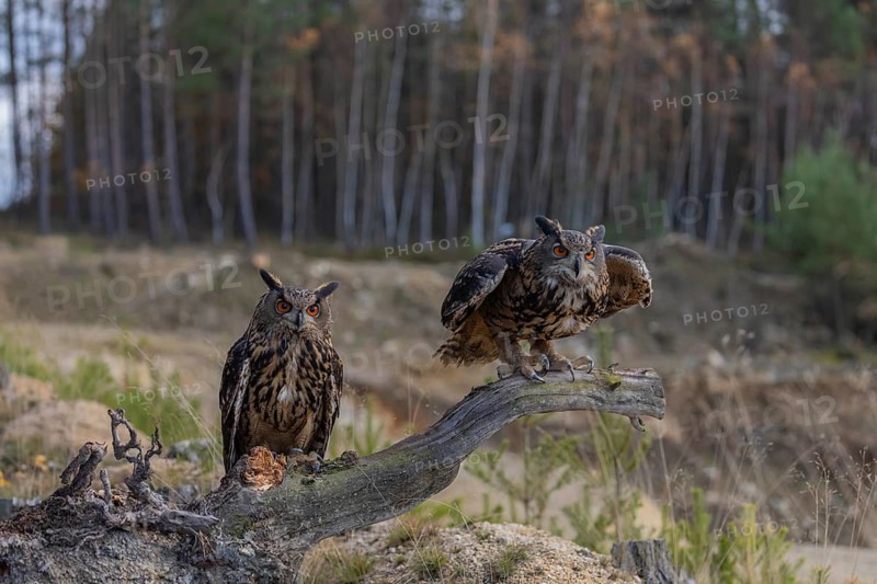 Two Eurasian Eagle Owls, Bubo bubo, sitting side by side on a root of a dead tree. A forest in the background
