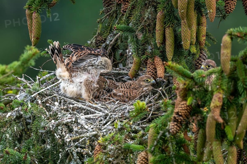 Common kestrel (Falco tinnunculus), young birds not yet ready to fly in the nest, Rhineland-Palatinate, Germany