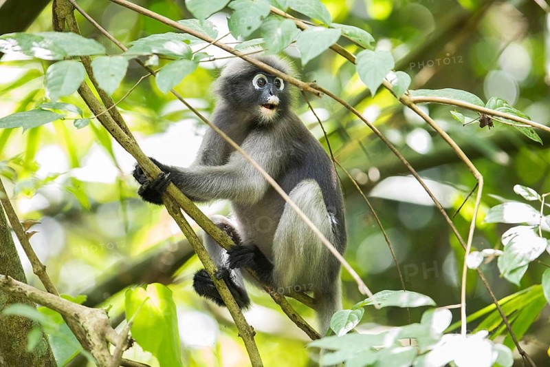 Dusky leaf monkey (Trachypithecus obscurus), Kaeng Krachan National Park, Phetchaburi Province, Thailand