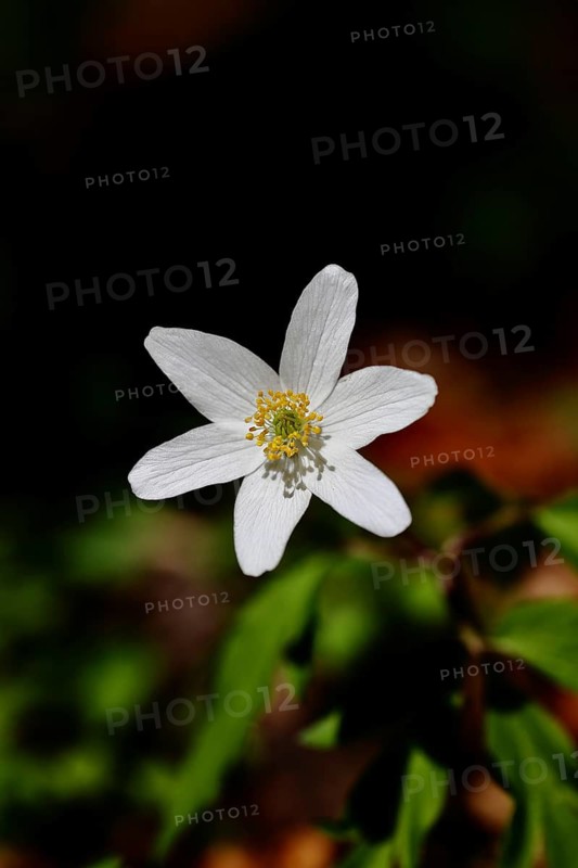 Wood anemone (Anemone nemorosa), flower, close-up, early bloomer, spring, Wilnsdorf, North Rhine-Westphalia, Germany