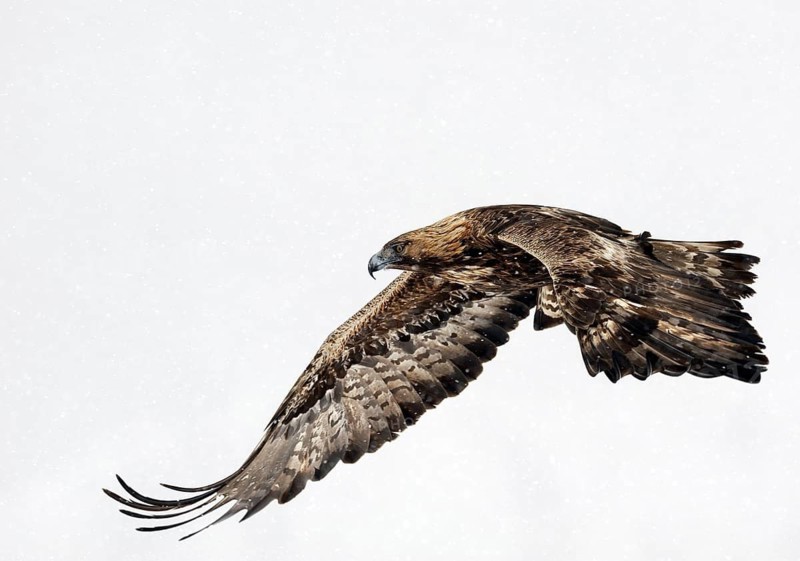Golden Eagle (Aquila chrysaetos) flying, Bulgaria