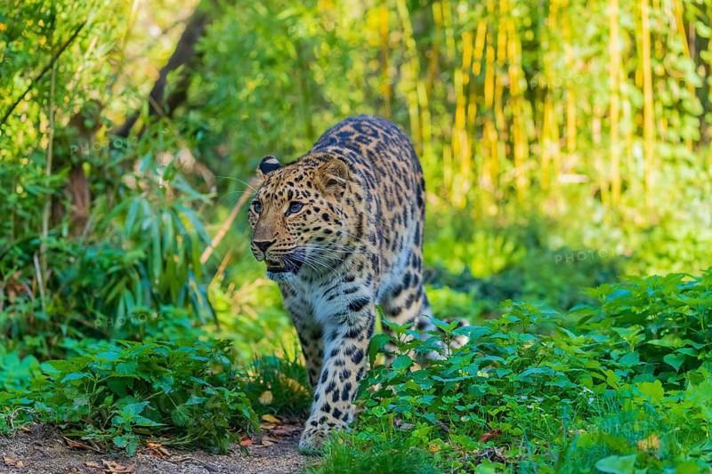 One Amur leopard (Panthera pardus orientalis) walks through green vegetation