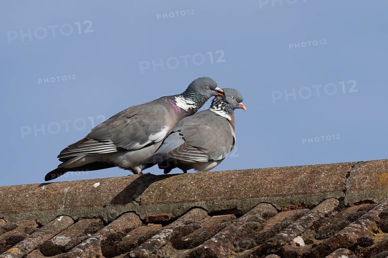 Wood pigeon (Columba palumbus) two adult birds during their courtship display on an urban house roof in the springtime, England, United Kingdom