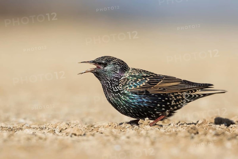 Common Starling - Star - Sturnus vulgaris ssp. vulgaris, Spain
