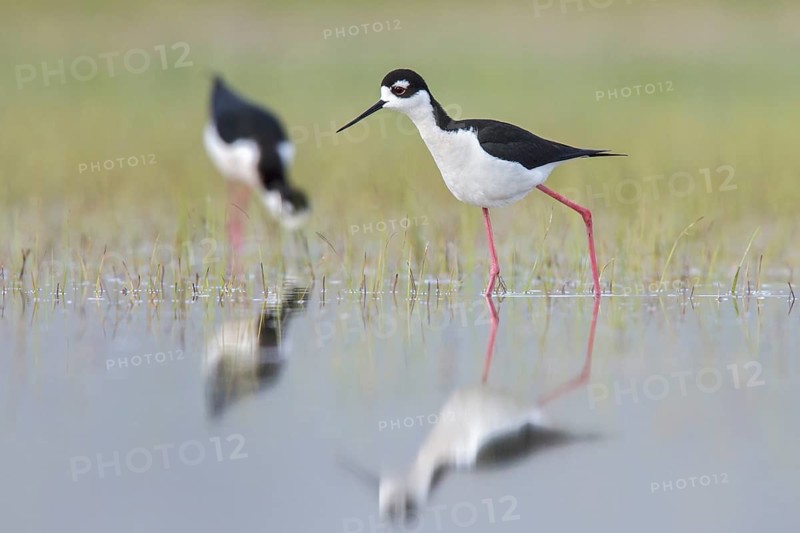 Black-necked Stilt (Himantopus mexicanus) feeding in a marsh in central Washington State, USA