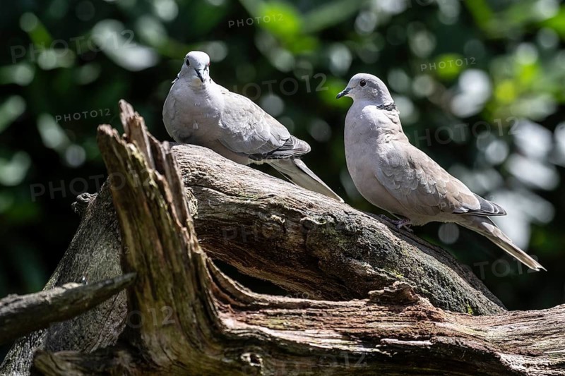 Eurasian collared doves (Streptopelia decaocto), Emsland, Lower Saxony, Germany