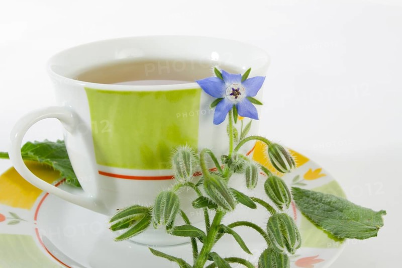 Borage plant and teacup, borage, tea, borage tea, drink, medicinal herb, plant, borage plant, blossom, studio, Hesse, Federal Republic of Germany