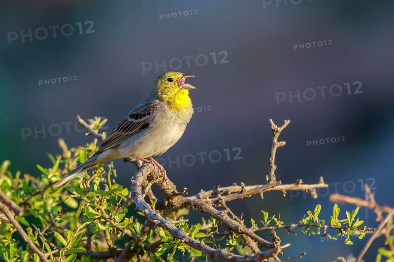 Cinereous Bunting (Emberiza cineracea) male singing from a branch, Lesvos, Greece