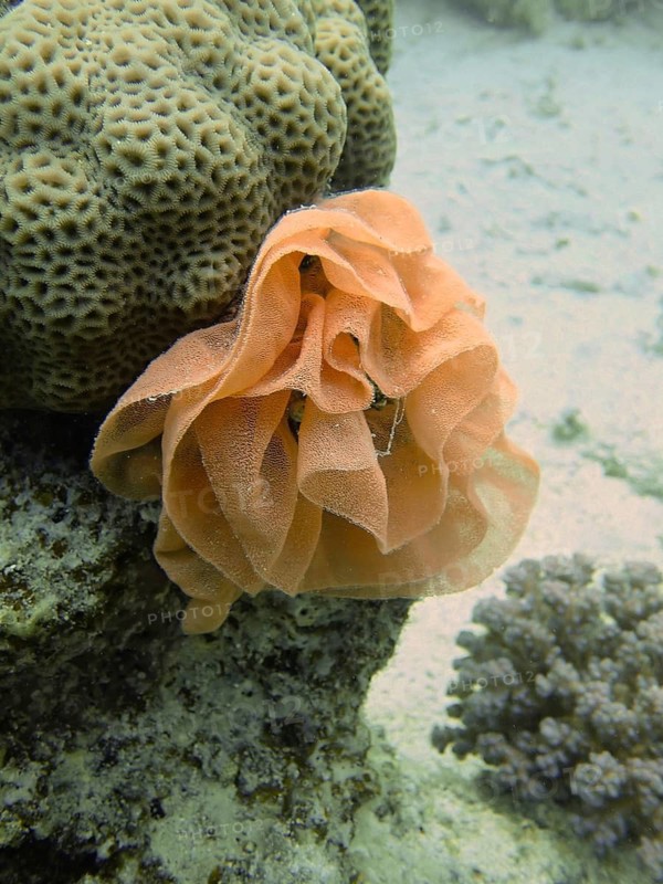 Spanish dancer spawn (Hexabranchus sanguineus)