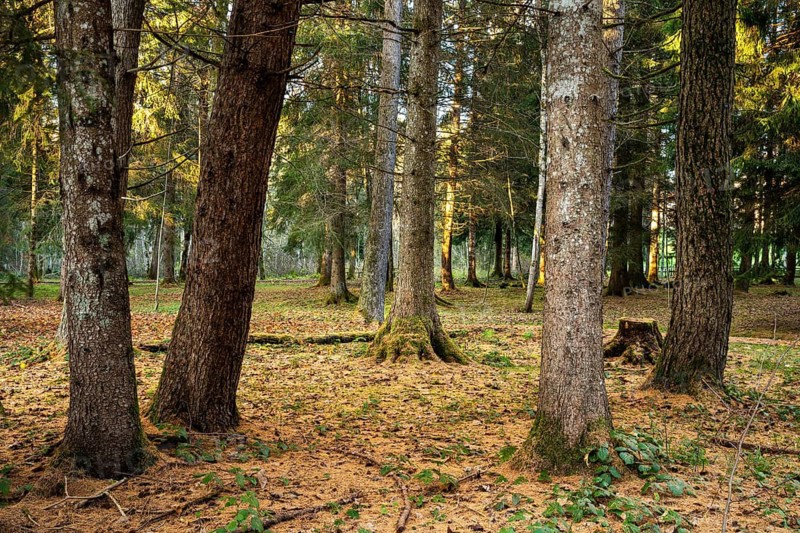 Forest landscape or park landscape in autumn. Several tree trunks in the foreground. Further back the sun shines into the forest. Allgäu, Germany
