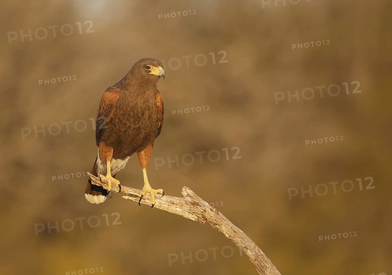 Harris's Hawk (Parabuteo unicinctus), Texas, USA