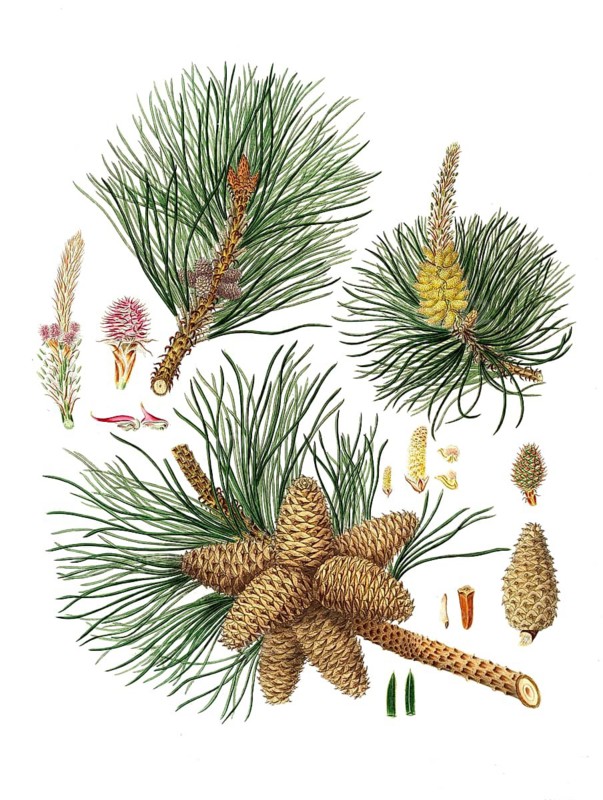 Pitch pine, Pinus rigida, tree, digitally enhanced reproduction of an original by Aylmer Bourke Lambert (1761 - 1842), English botanist, published around 1810