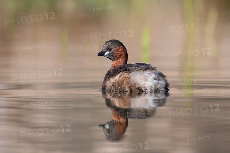 Little Grebe (Tachybaptus ruficollis), Saxony, Germany