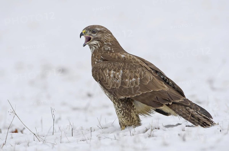 Common Buzzard (Buteo buteo), Saxony, Germany
